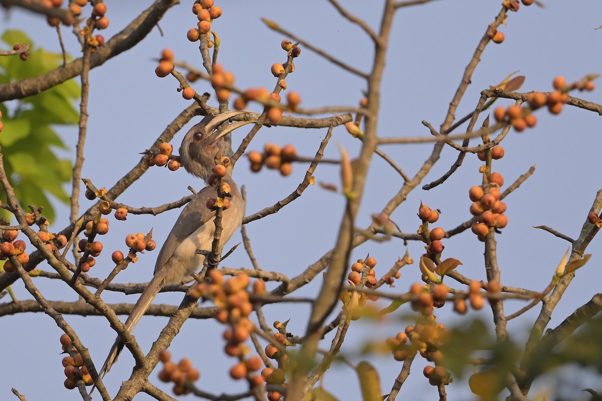 Indian Gray Hornbill - ML617024114