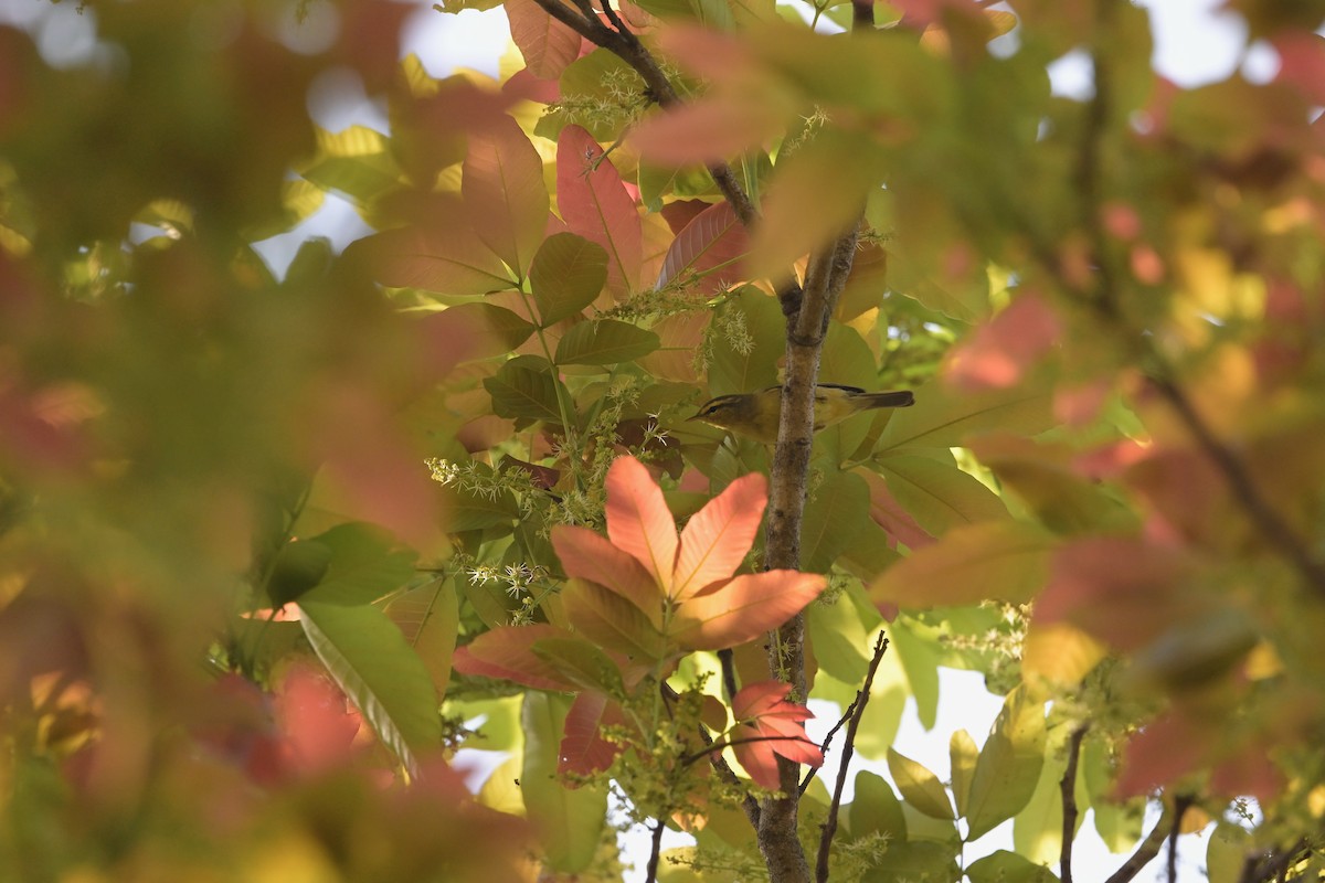 Tickell's Leaf Warbler - ML617024154