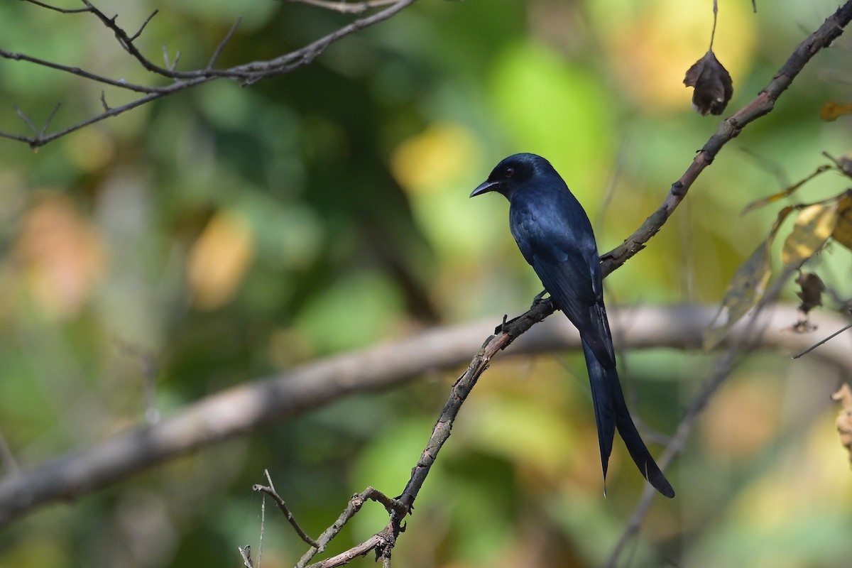 Kül Rengi Drongo - ML617024193