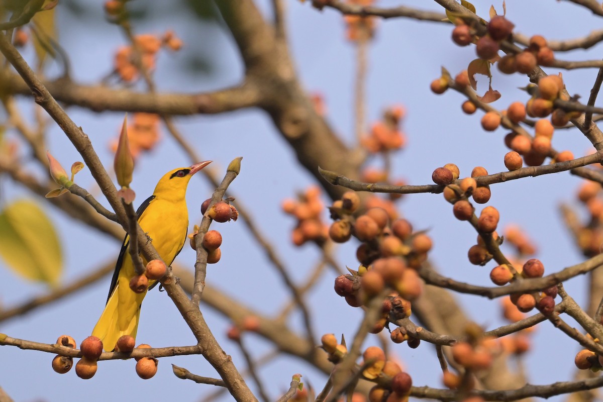 Indian Golden Oriole - ML617024213