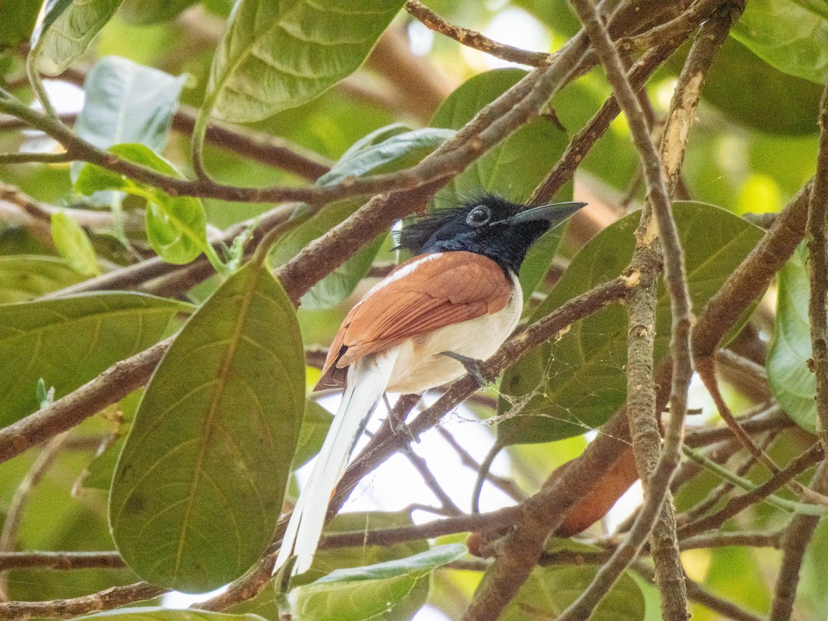 Indian Paradise-Flycatcher - ML617024291