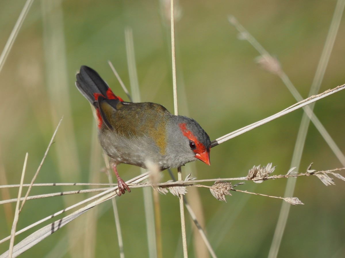 Red-browed Firetail - ML617024298