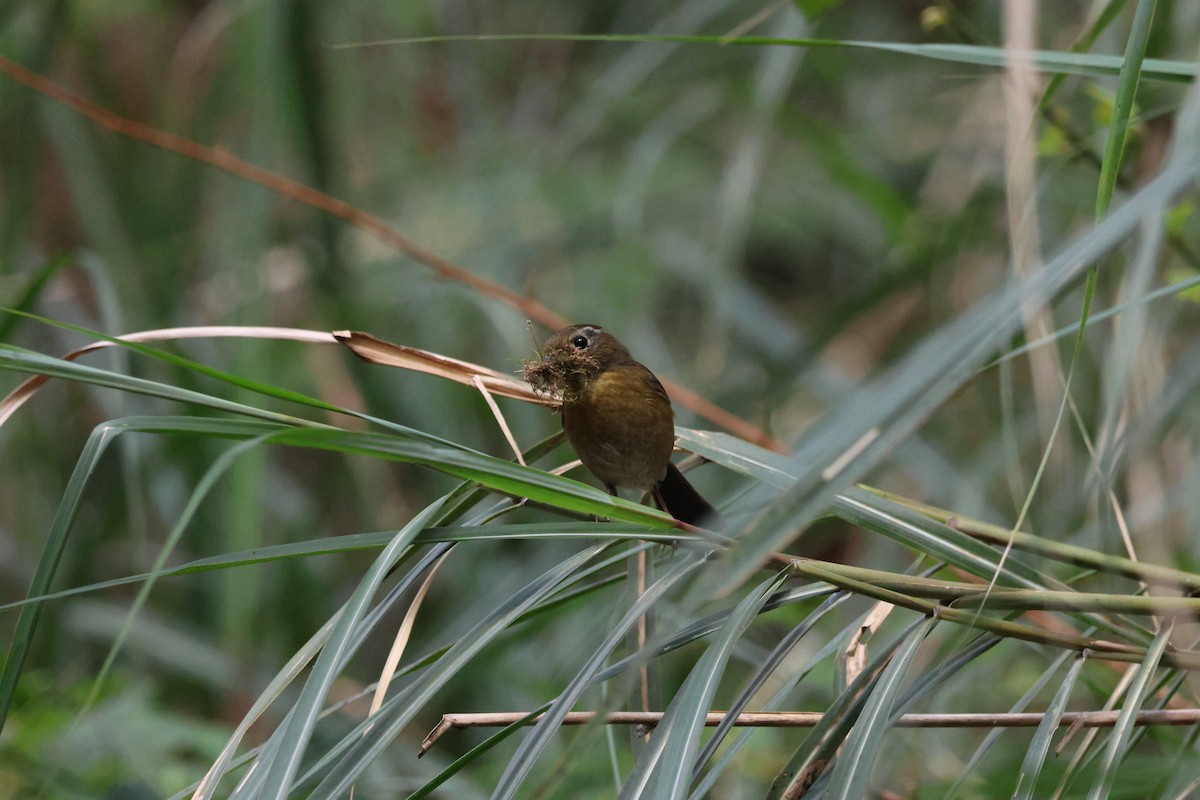 Collared Bush-Robin - 宇涵 葉