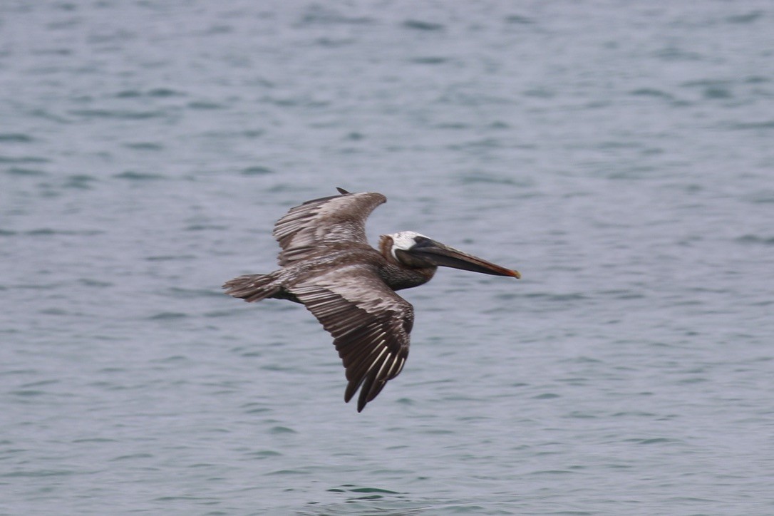 pelikán hnědý (ssp. urinator) - ML617024306