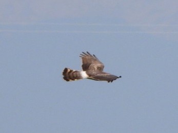 Aguilucho Pálido - ML617024311