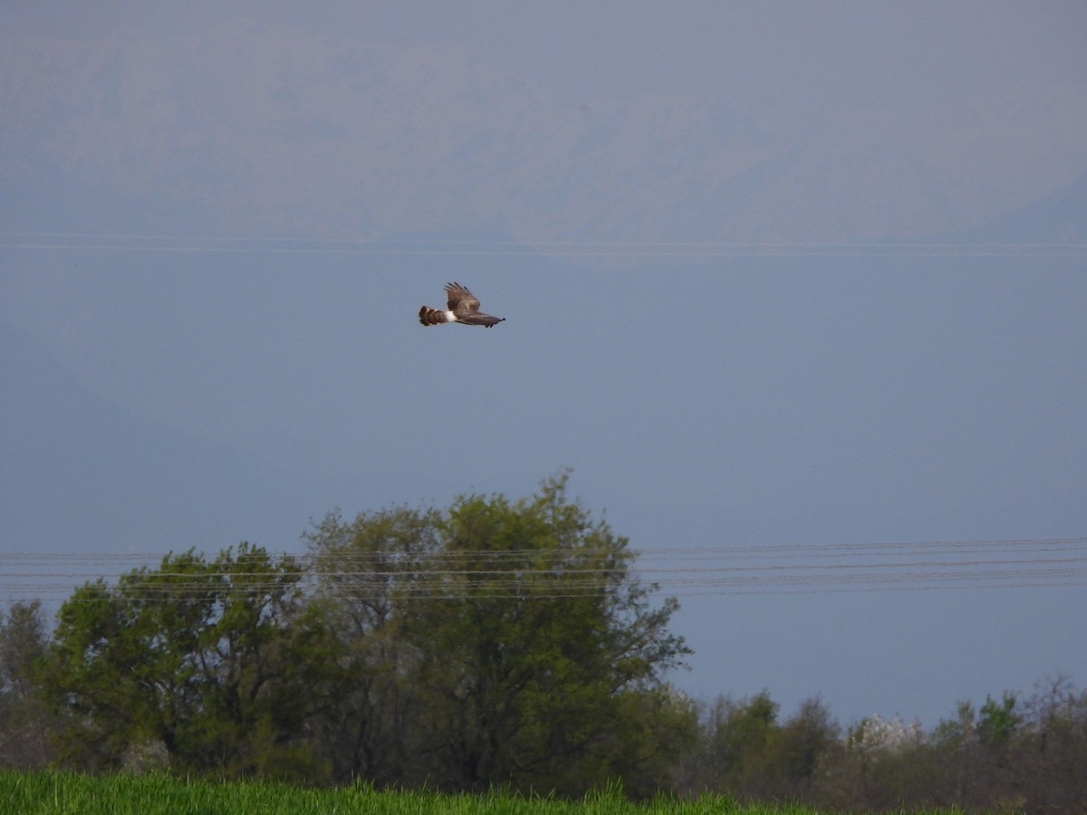 Hen Harrier - ML617024316