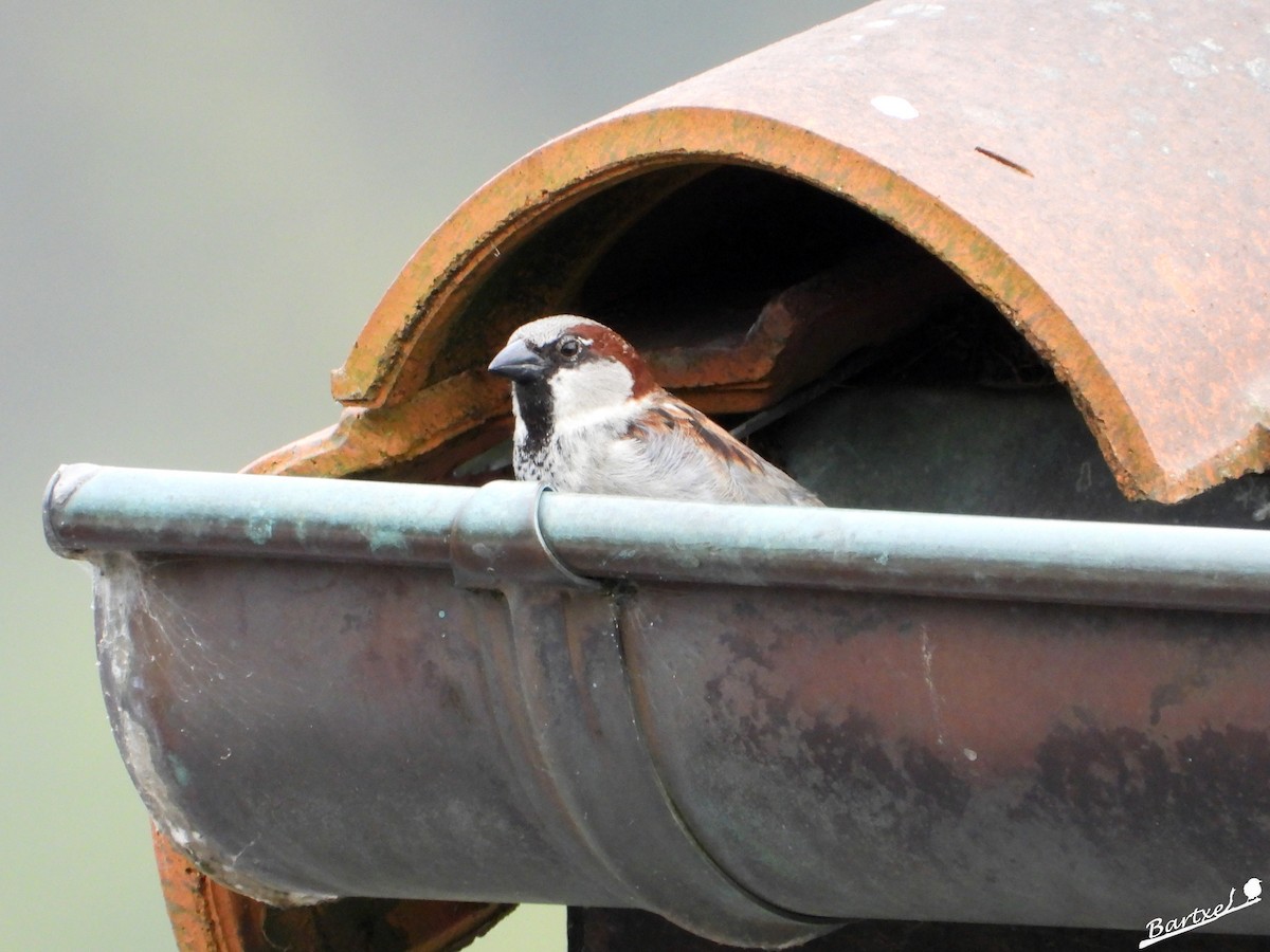 Moineau domestique - ML617024341