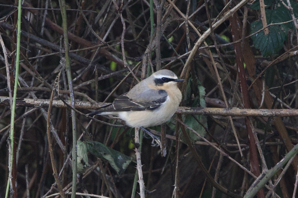 Northern Wheatear - Henry Wyn-Jones