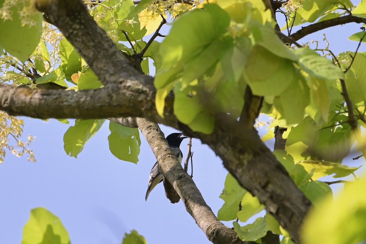 Black-headed Cuckooshrike - ML617024367