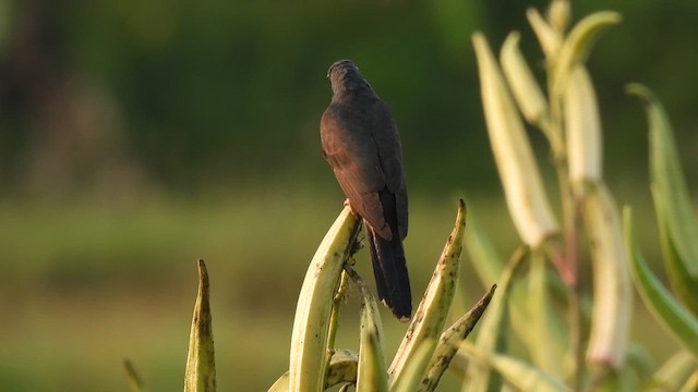 Gray-bellied Cuckoo - ML617024369