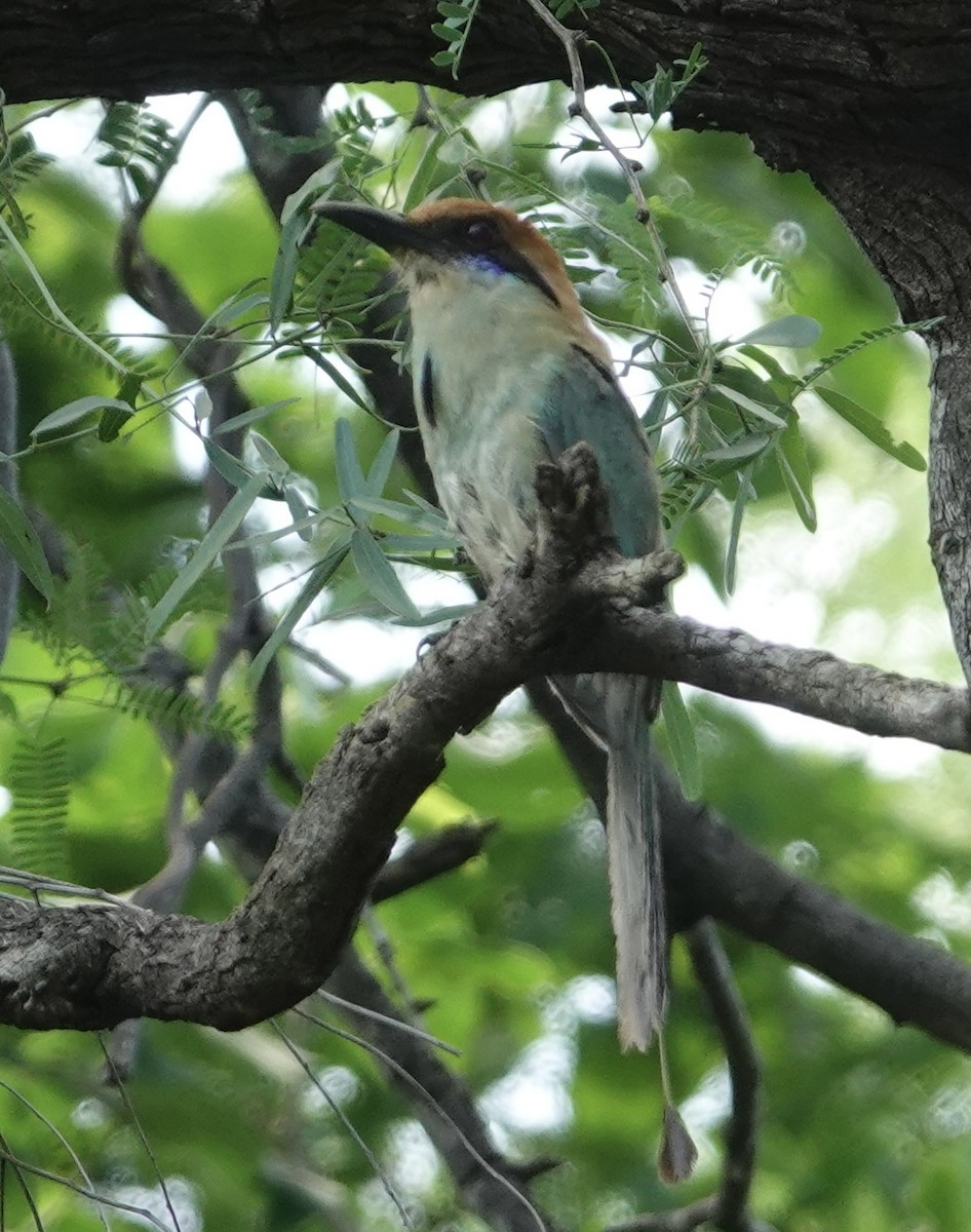 Russet-crowned Motmot - Eric Hough