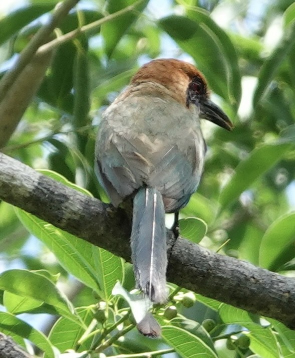 Russet-crowned Motmot - Eric Hough