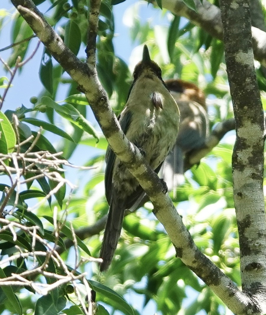 Russet-crowned Motmot - Eric Hough