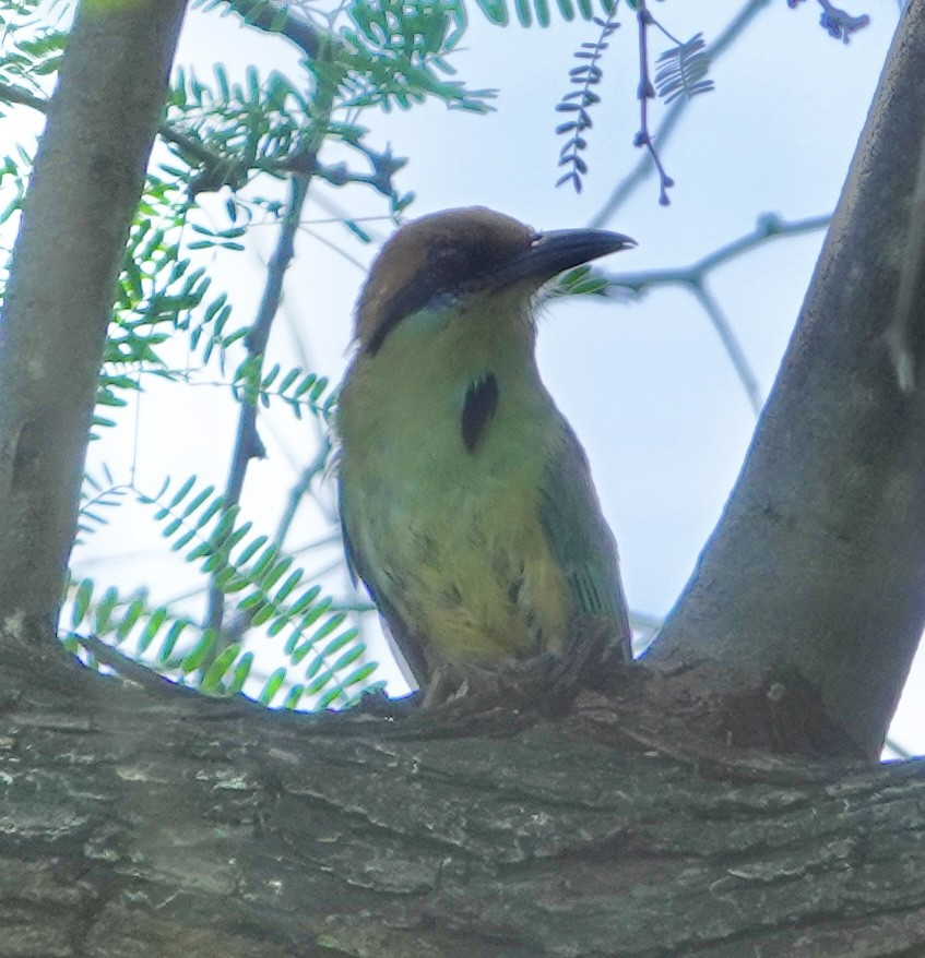 Russet-crowned Motmot - ML617024375