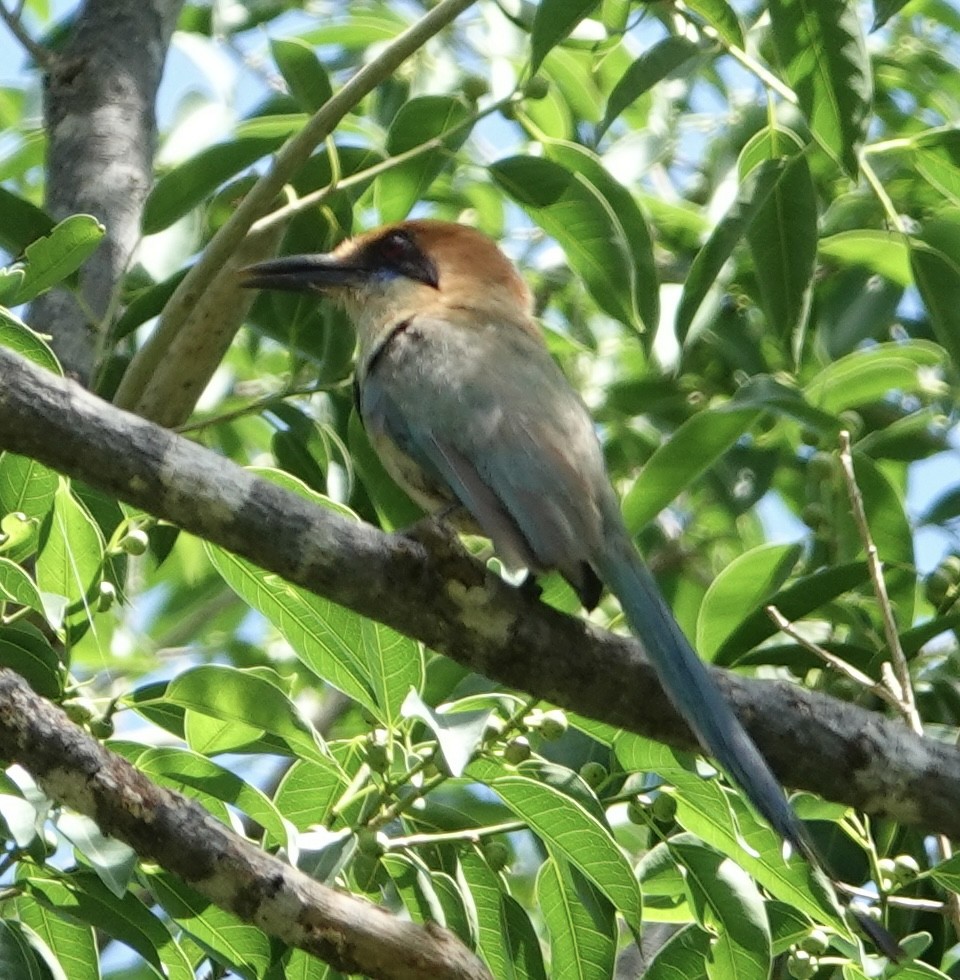 Russet-crowned Motmot - ML617024376