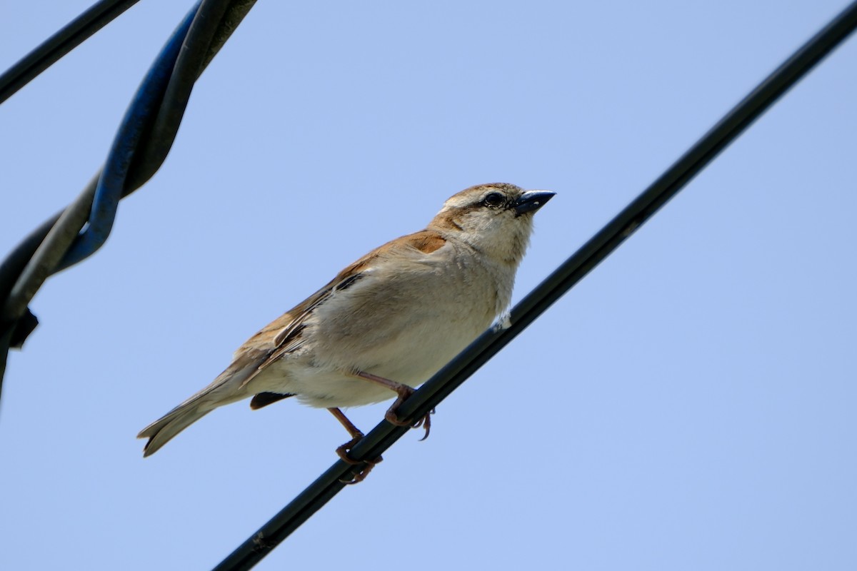 Russet Sparrow - ML617024399