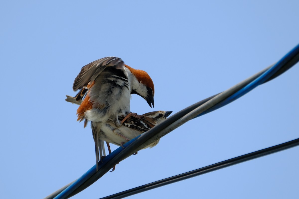 Russet Sparrow - ML617024405