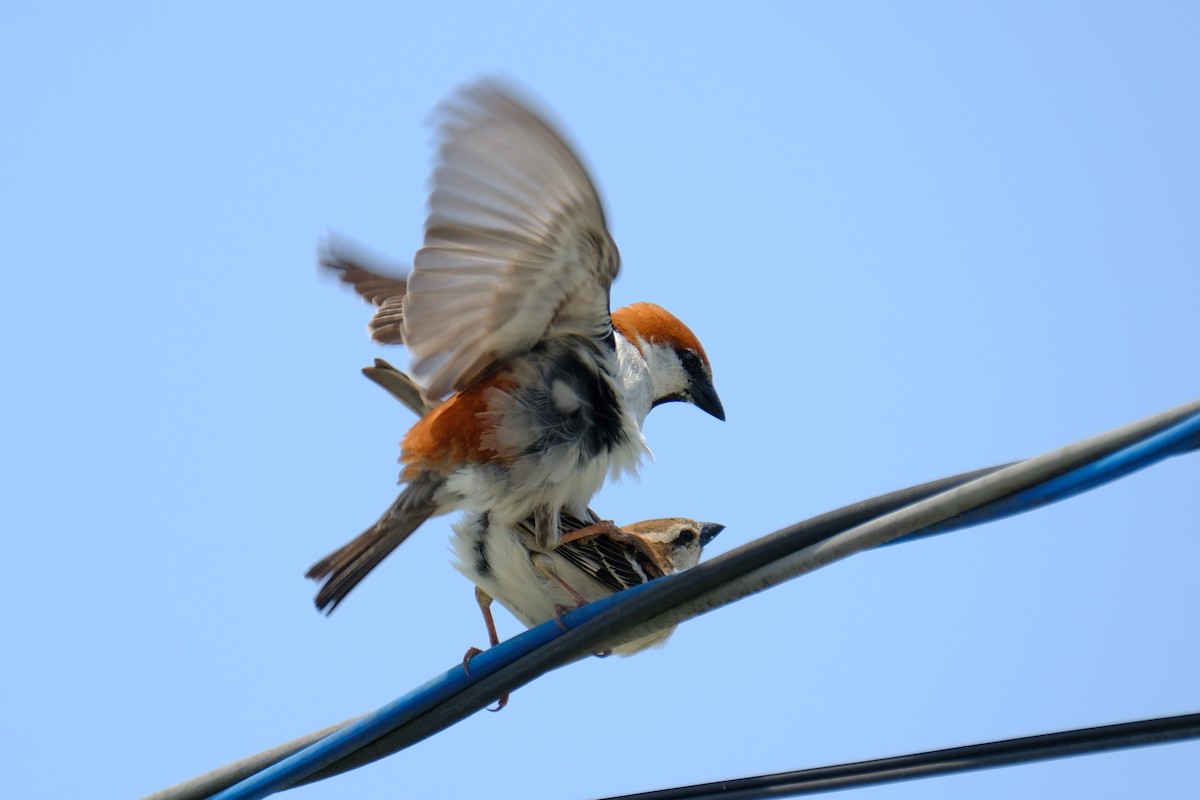 Russet Sparrow - ML617024406