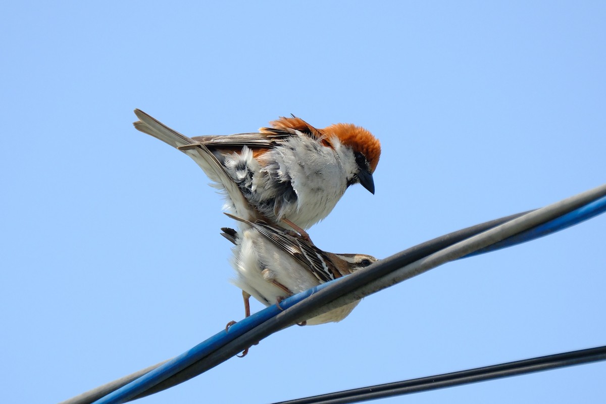 Russet Sparrow - ML617024407