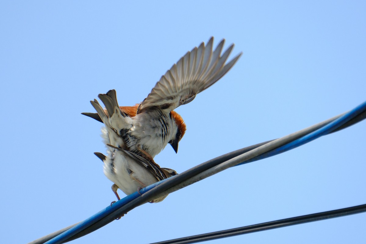 Russet Sparrow - ML617024411