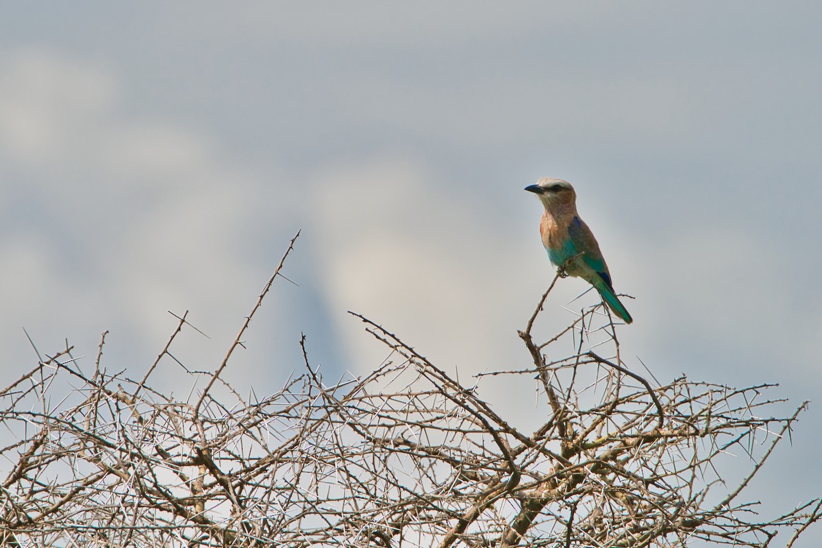 Lilac-breasted Roller - ML617024431