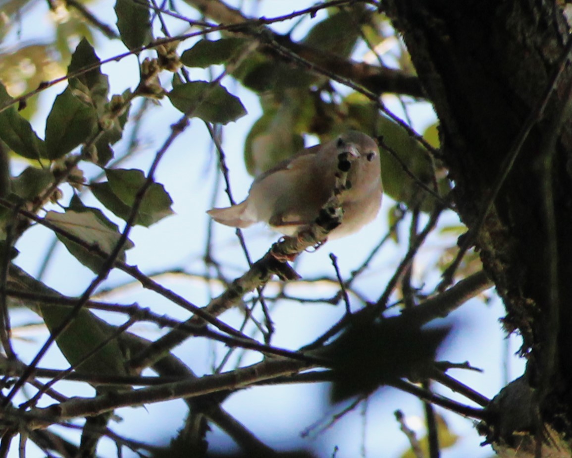 Garden Warbler - ML617024436