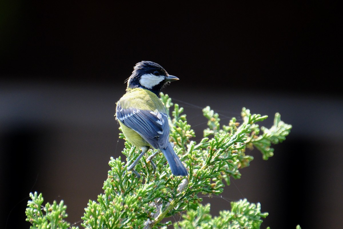 Green-backed Tit - ML617024454