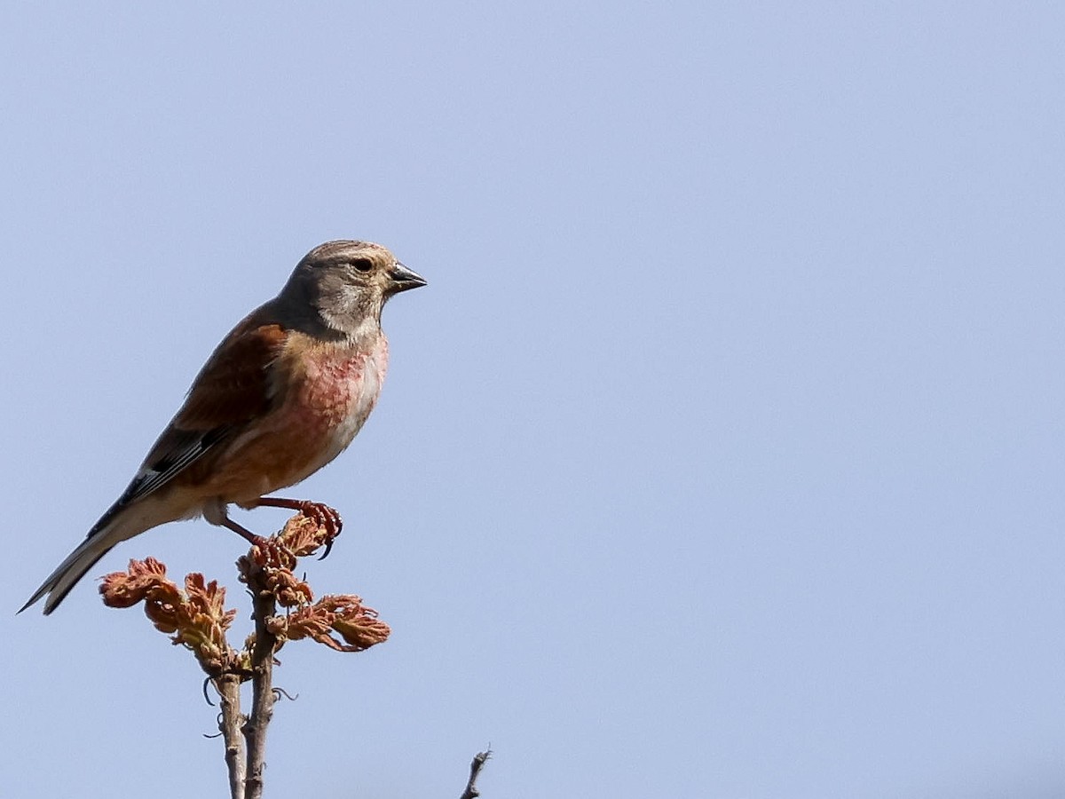 Eurasian Linnet - ML617024478