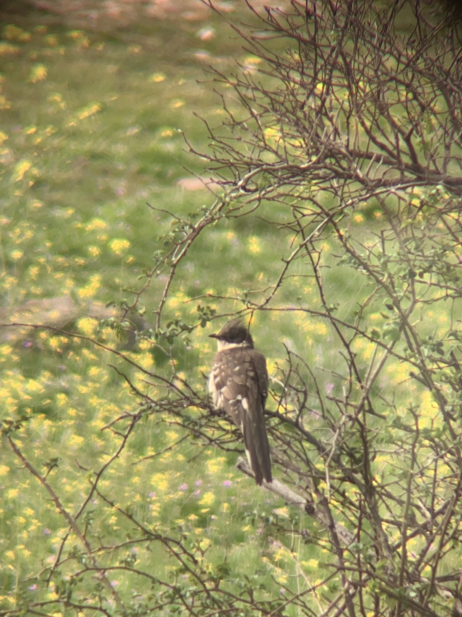 Great Spotted Cuckoo - ML617024479