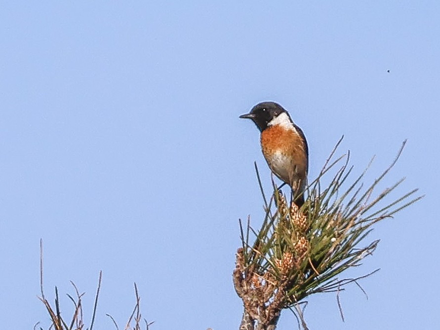 European Stonechat - ML617024480