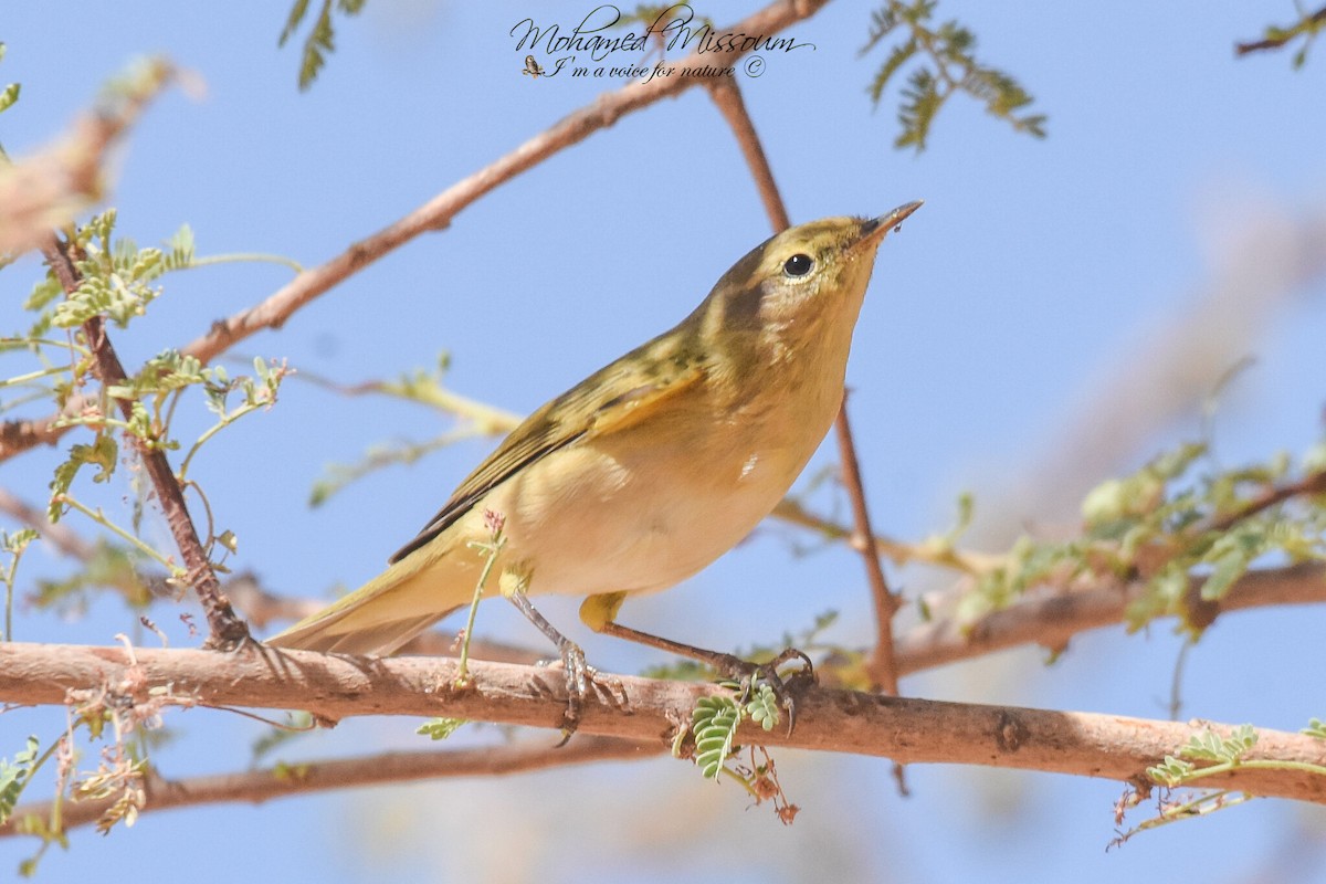 Willow Warbler - Mohamed Missoum