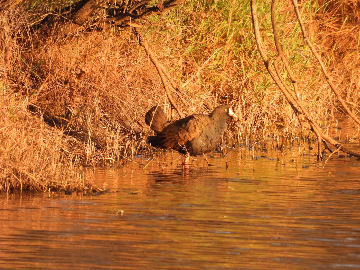 Black-tailed Nativehen - ML617024518