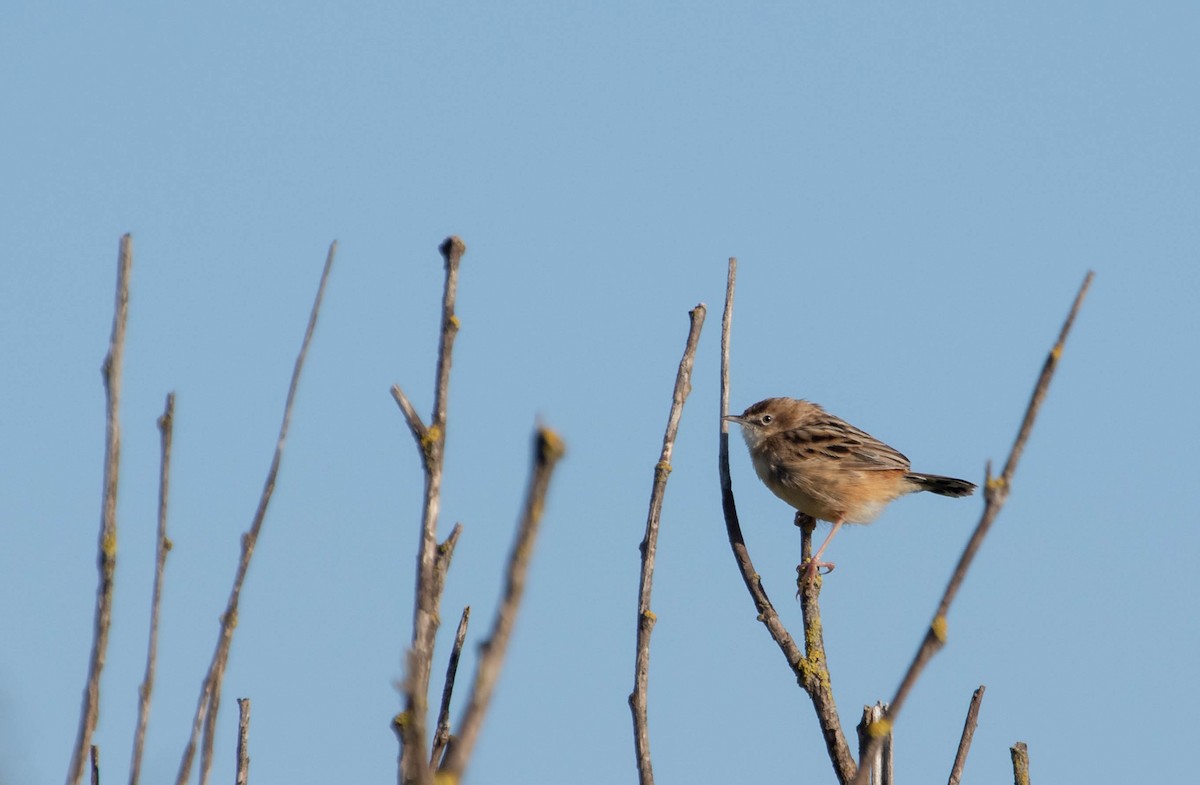 Zitting Cisticola - Davy Bosman