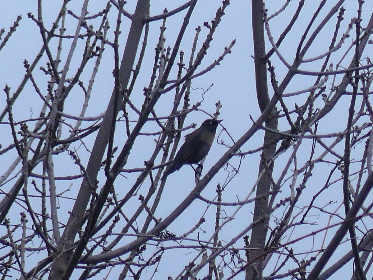 Rusty Blackbird - ML617024565