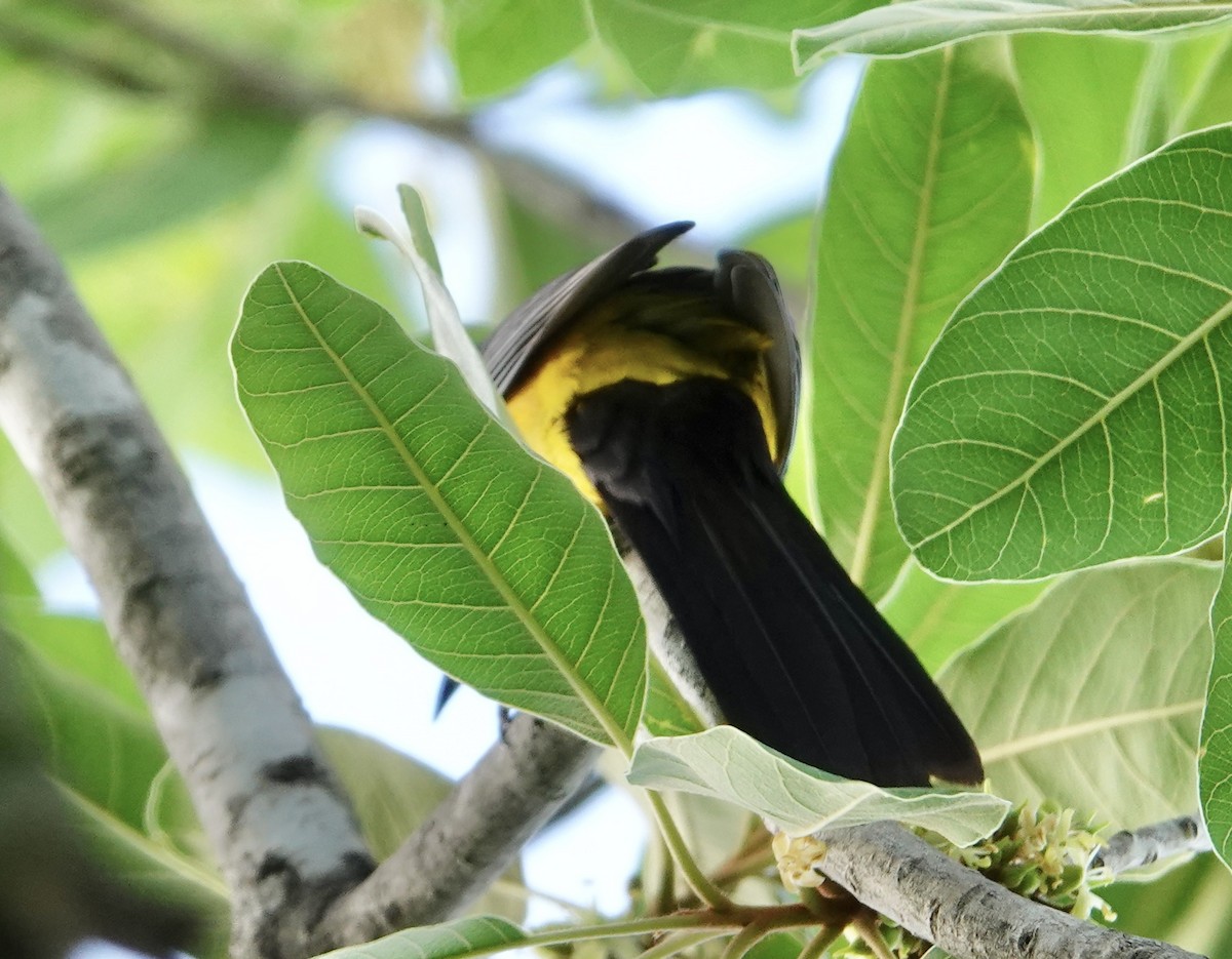 Black-vented Oriole - Eric Hough