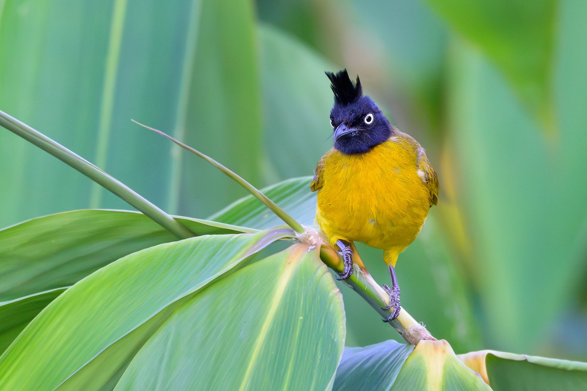 Black-crested Bulbul - ML617024609