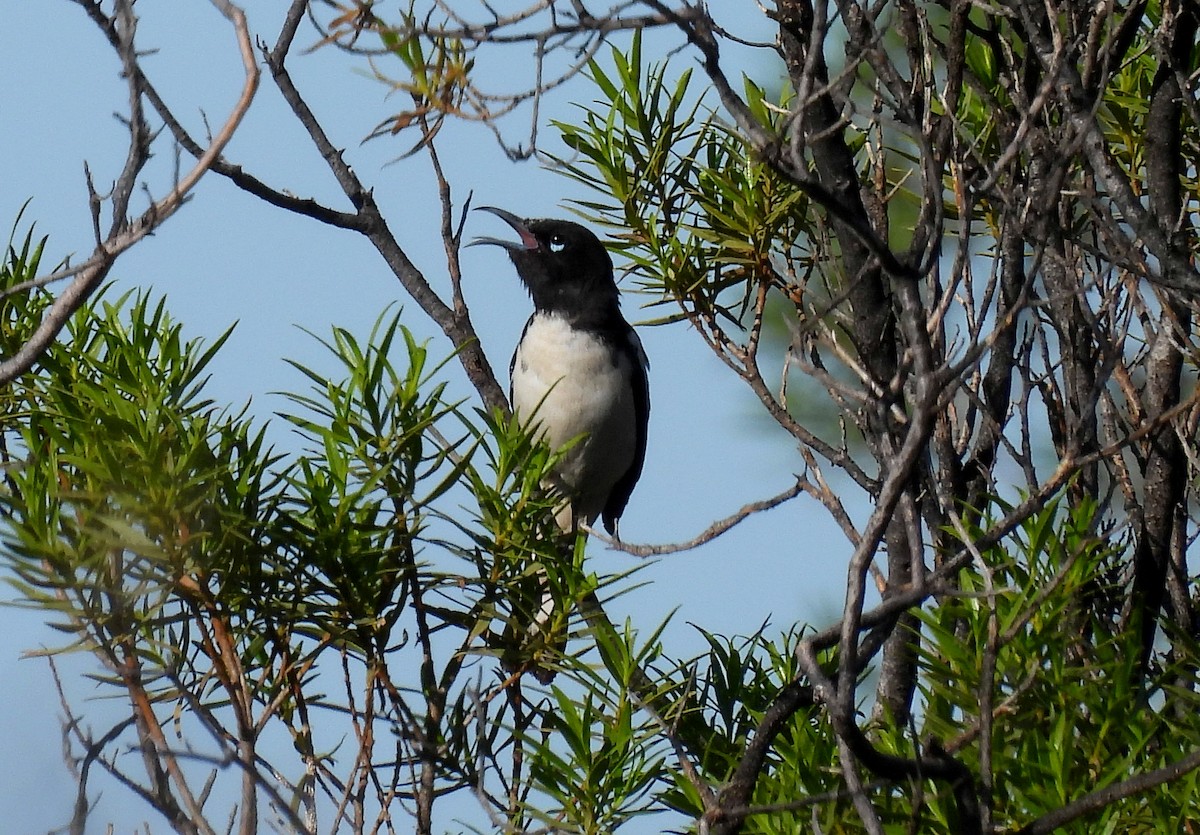 Pied Honeyeater - ML617024616