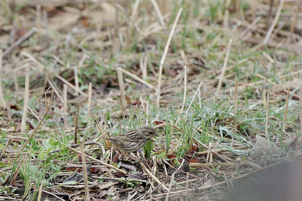 Masked Bunting - ML617024618