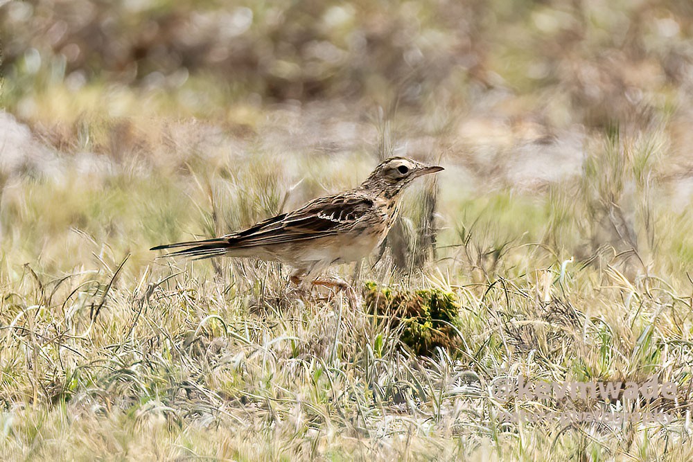 Richard's Pipit - ML617024675