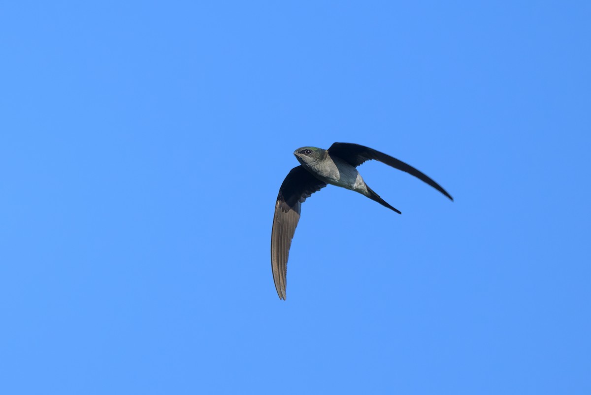 Gray-rumped Treeswift - ML617024687