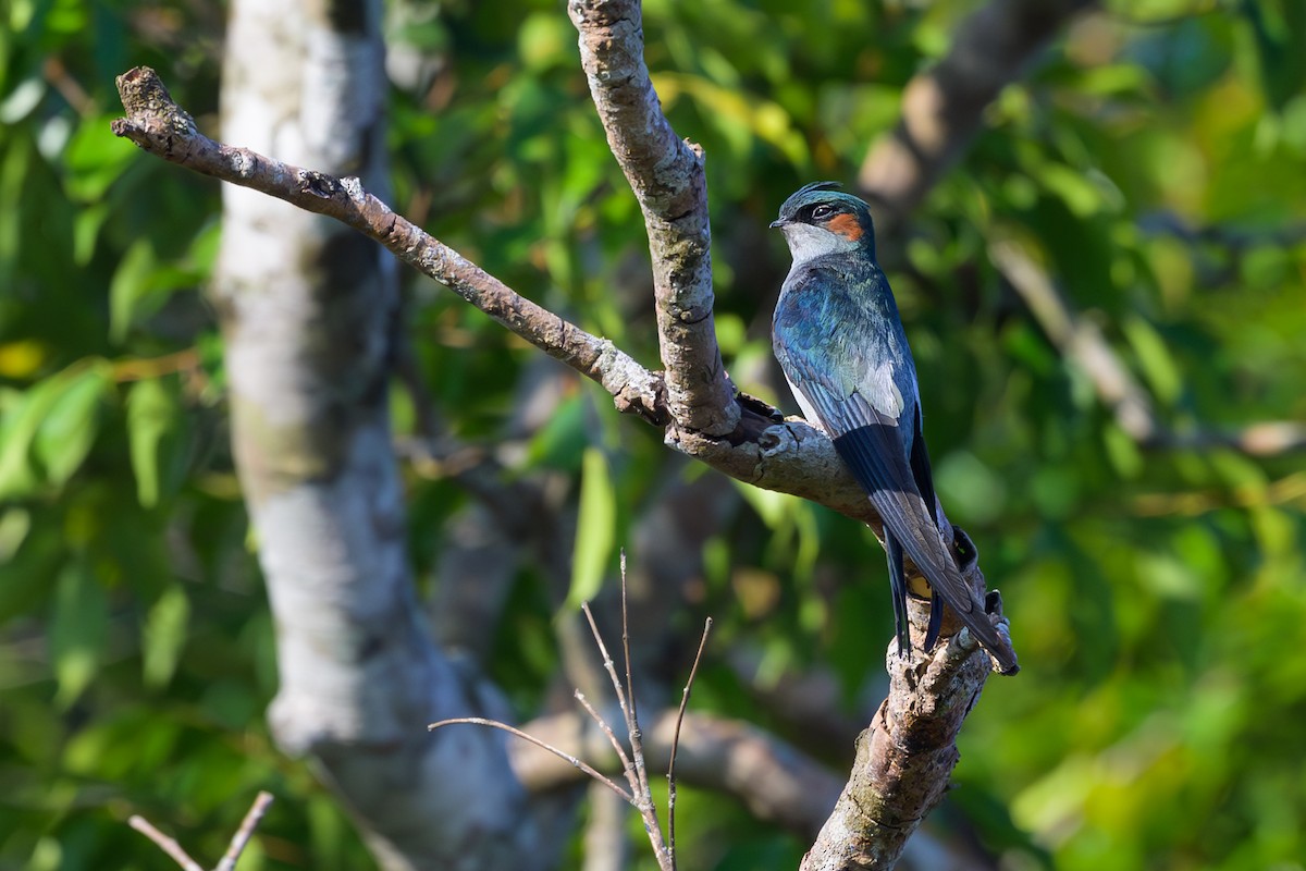 Gray-rumped Treeswift - ML617024693