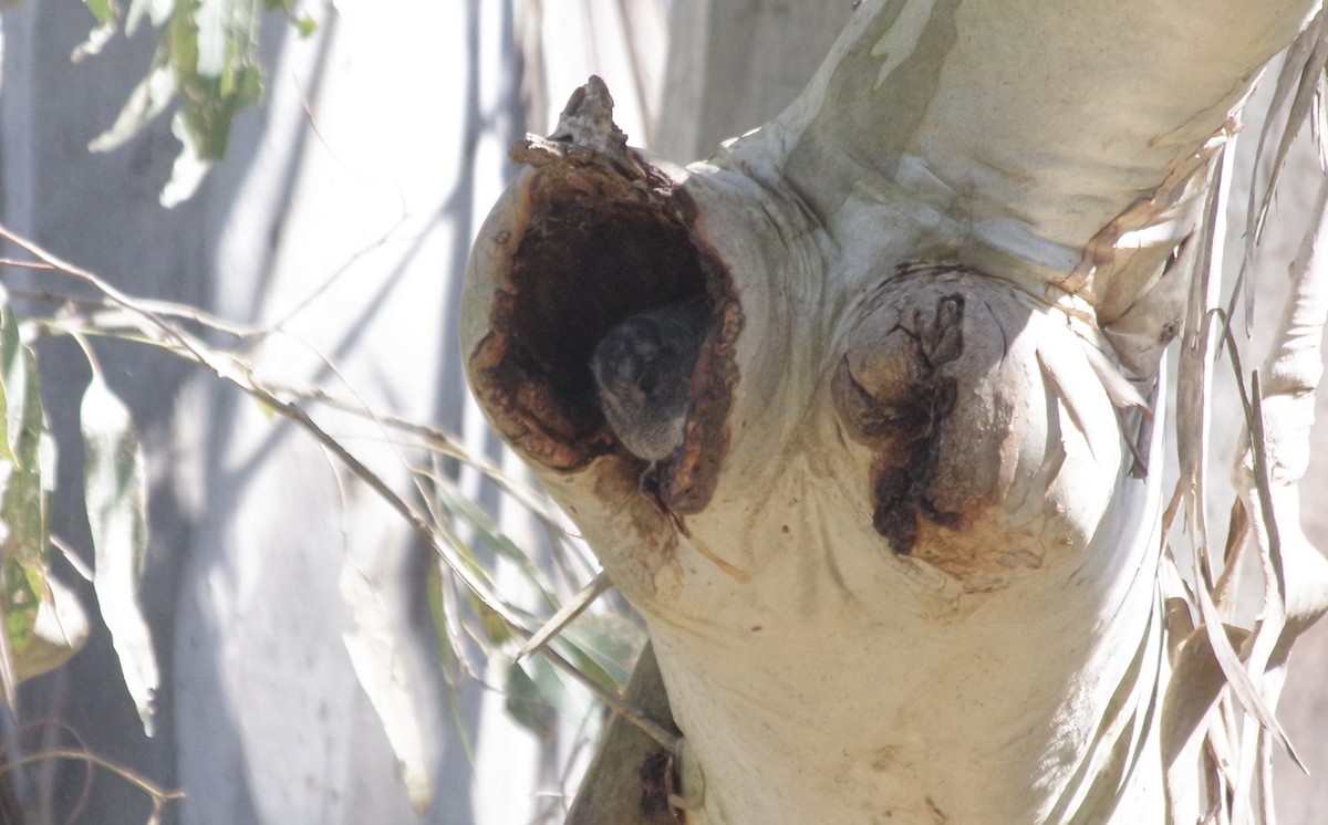 Australian Owlet-nightjar - ML617024722