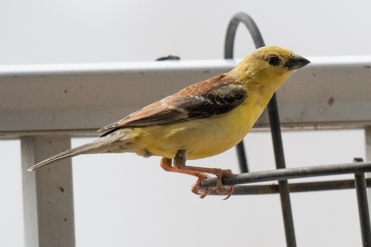 Sudan Golden Sparrow - Juan Antonio Lorenzo