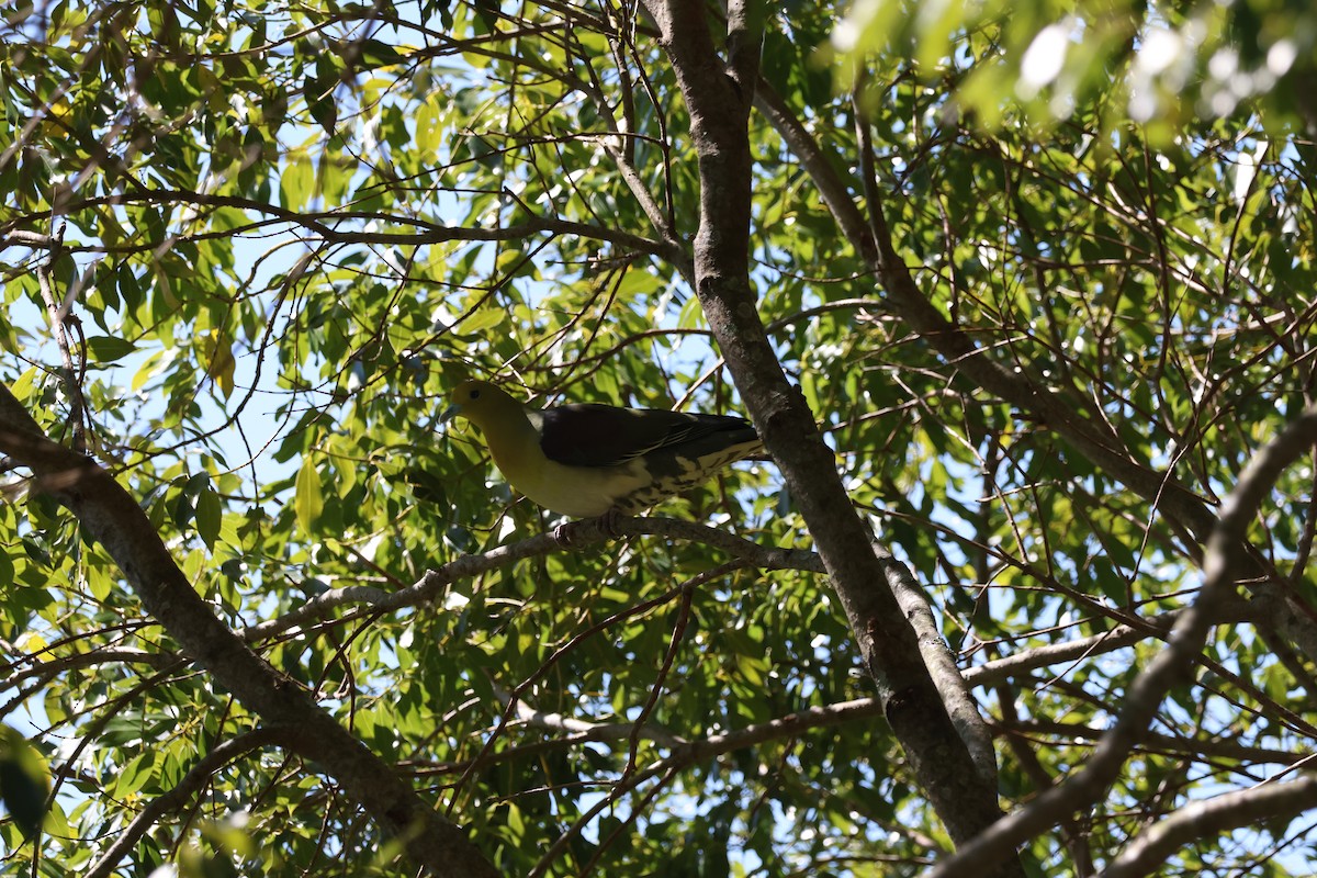 White-bellied Green-Pigeon - ML617024743