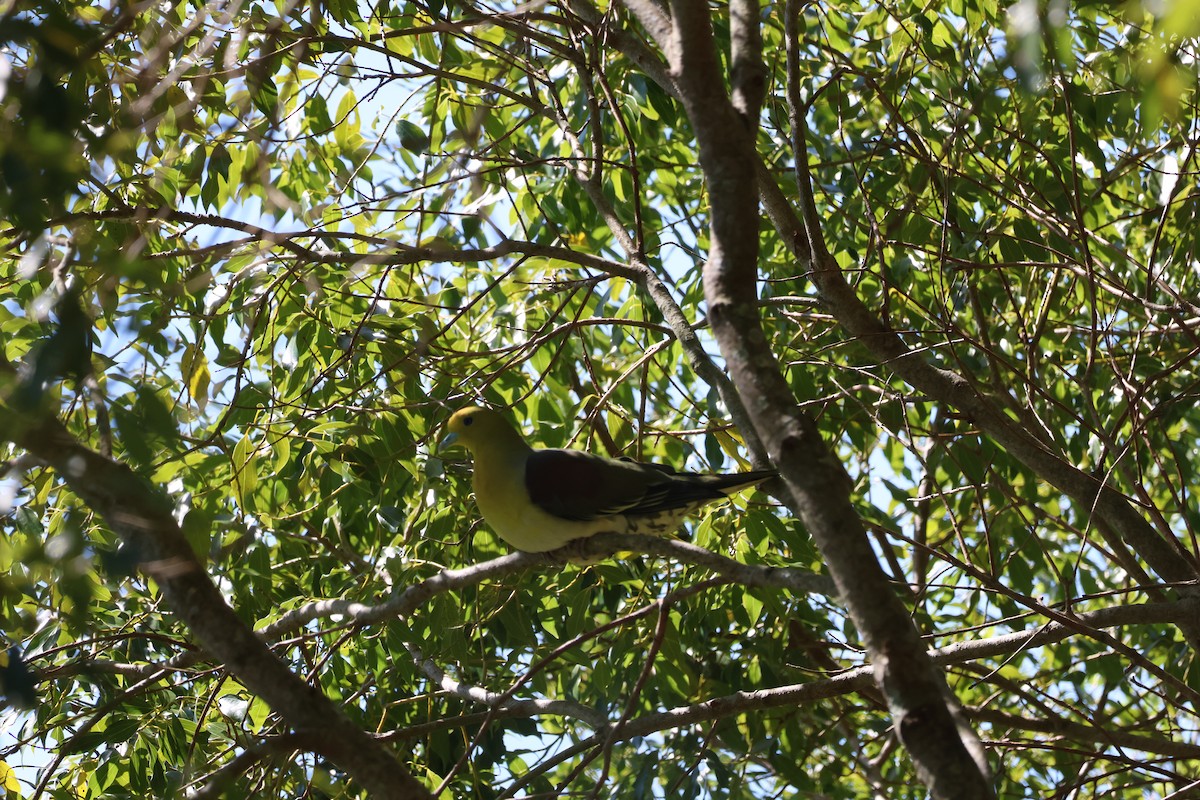 White-bellied Green-Pigeon - ML617024744