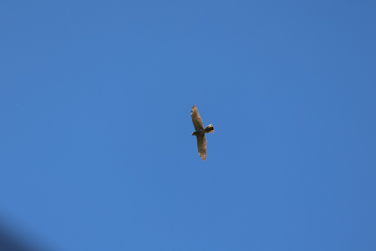 Gray-faced Buzzard - ML617024751