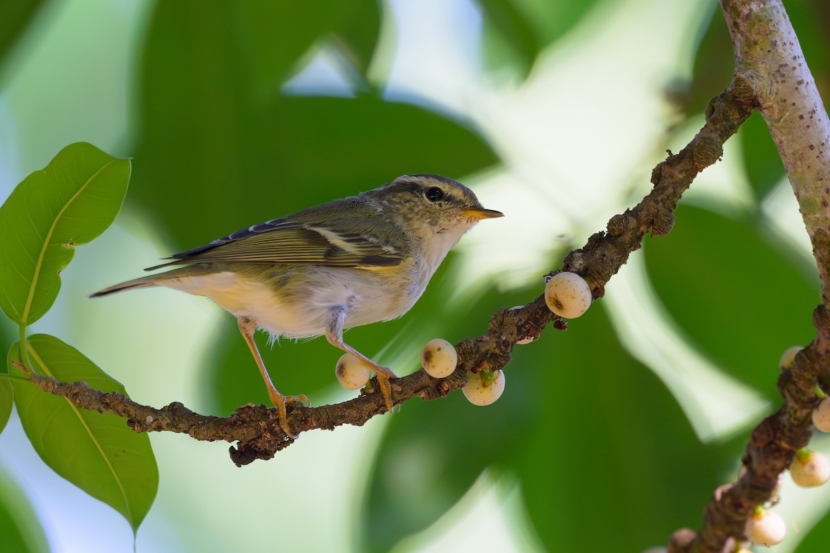 Yellow-browed Warbler - ML617024754