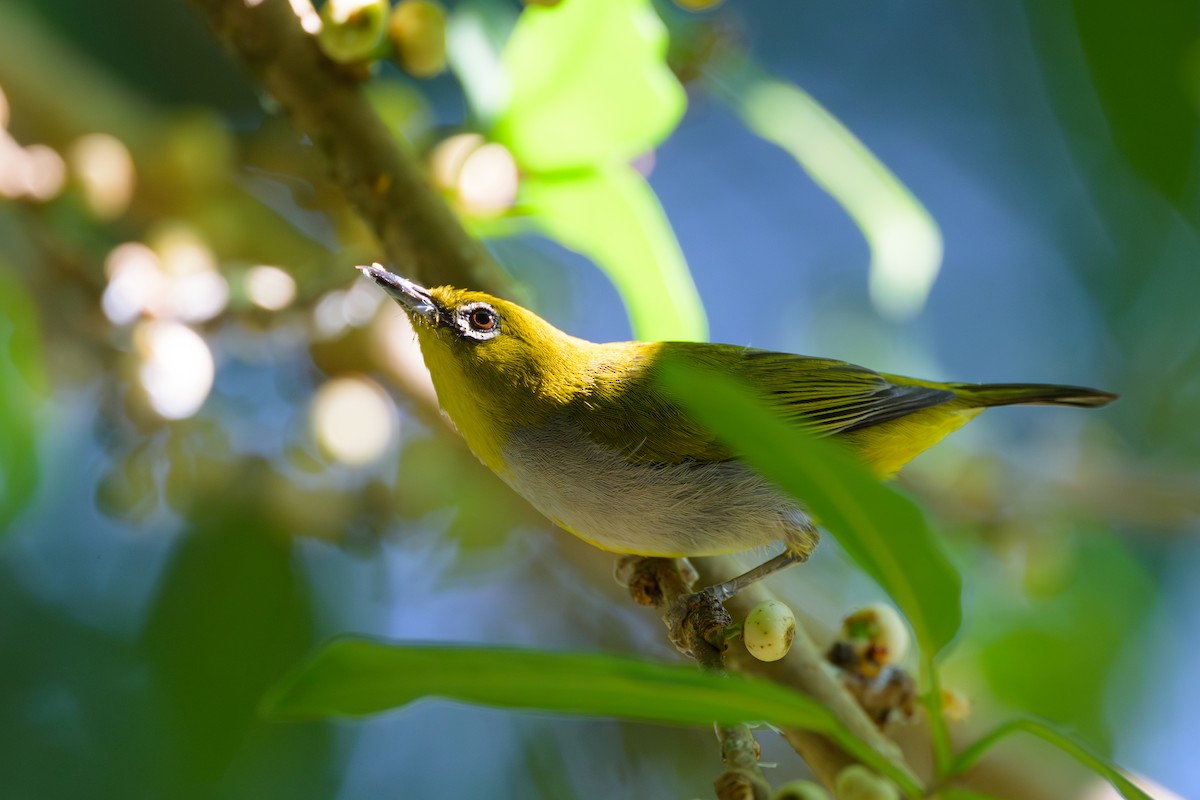 Hume's White-eye - Sylvain Reyt