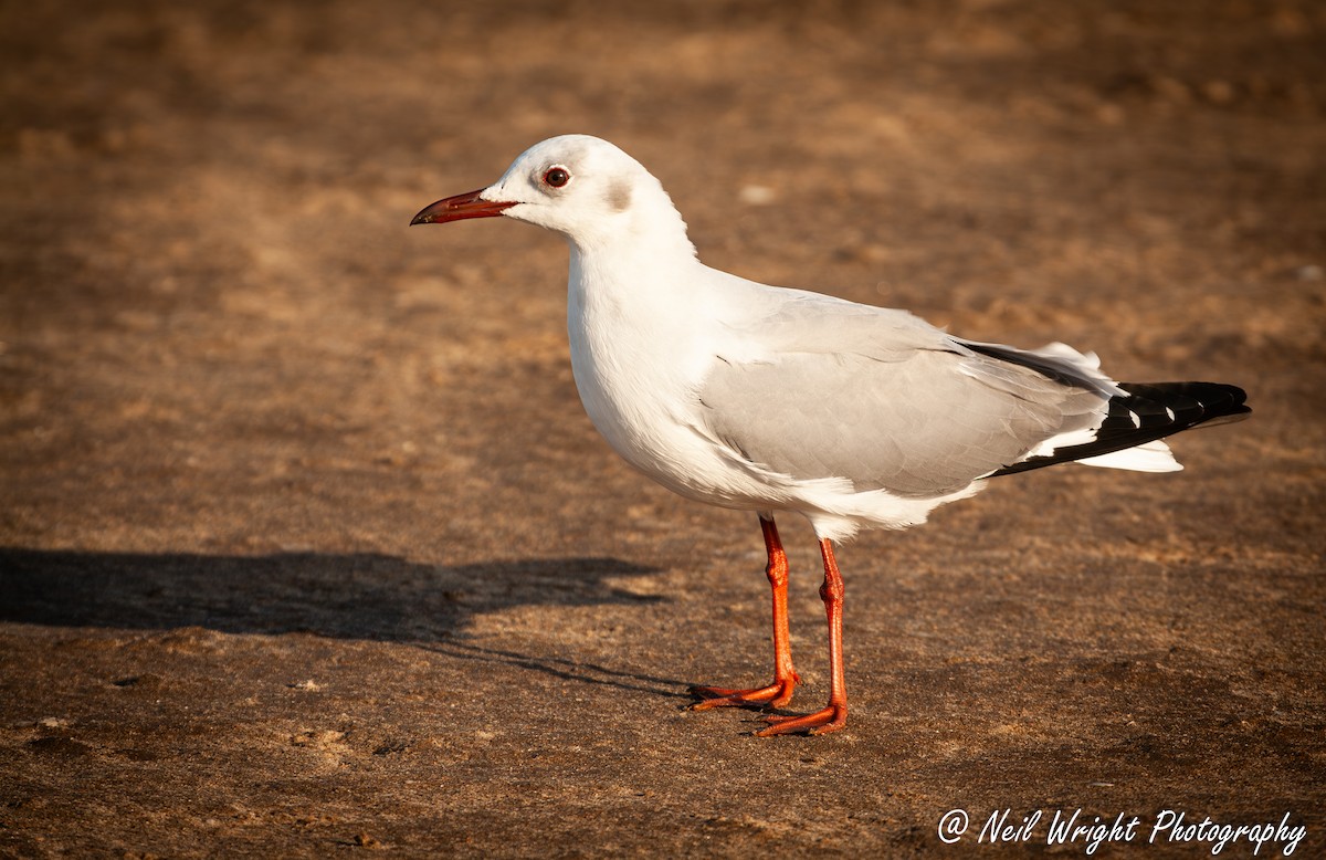 Gray-hooded Gull - ML617024799