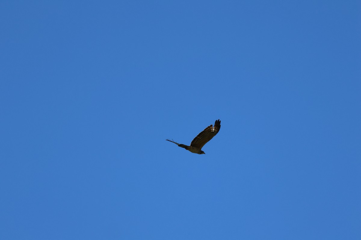 Oriental Honey-buzzard - ML617024816